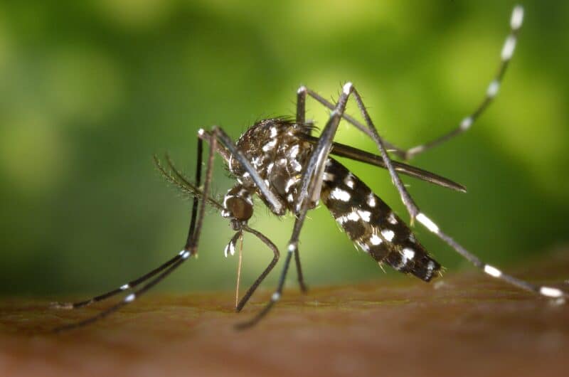 Malaria mosquito having a blood meal