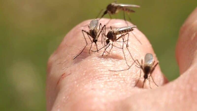 Mosquitoes carrying the West Nile Virus