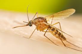 Aerial larvicide will reduce infective mosquitoes