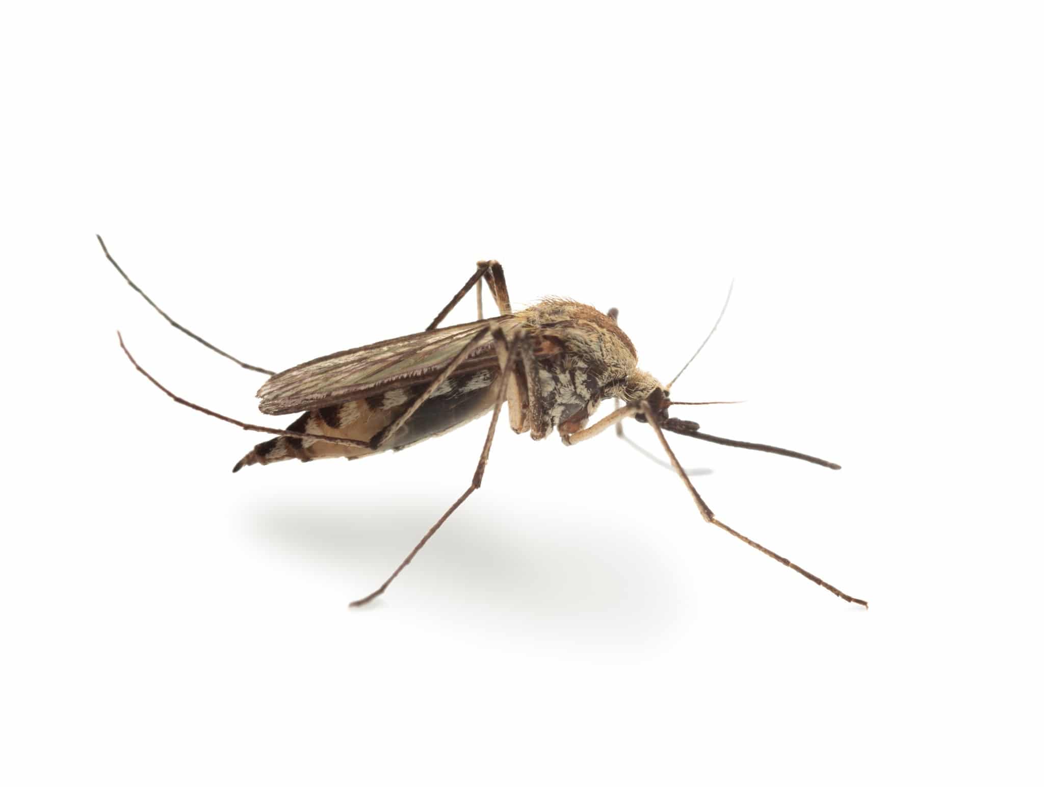 Environmental changes encourage mosquito proliferation