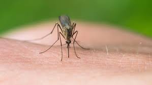 Aging in mosquitoes