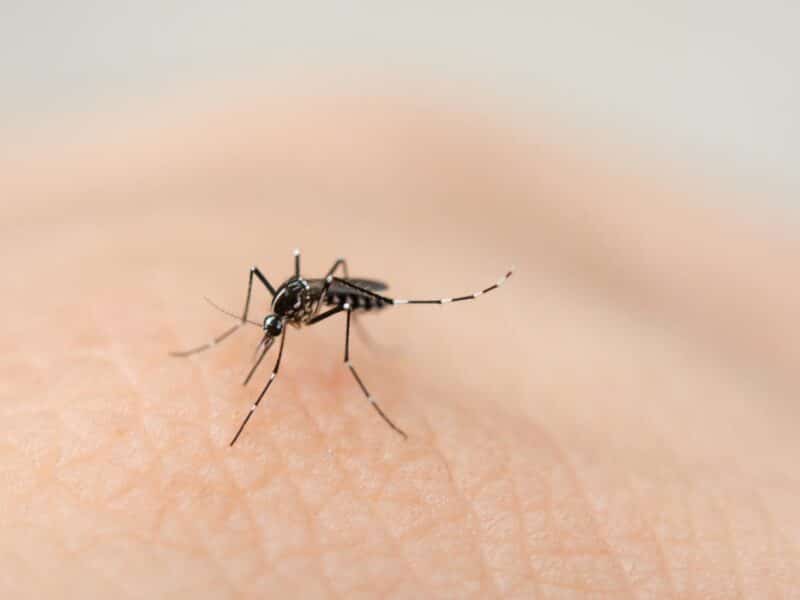 Mosquito diseases can occur from a single bite