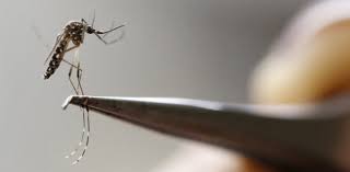 Mosquito handled with forceps