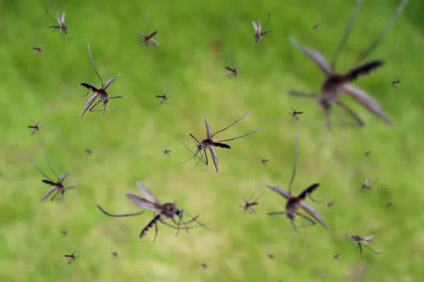 Mosquitoes applying mosquito learning as they look for blood meals