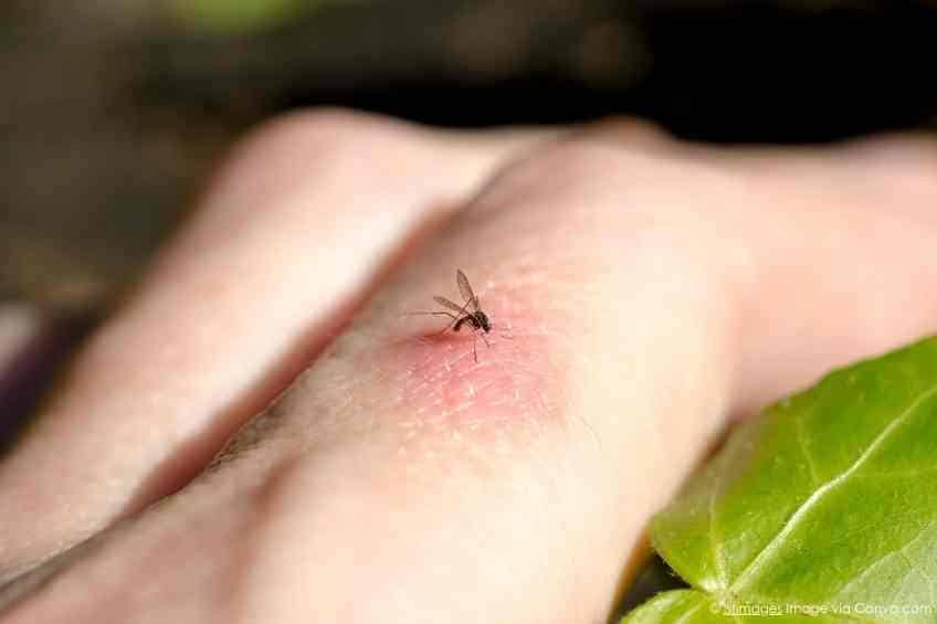 Female mosquito biting