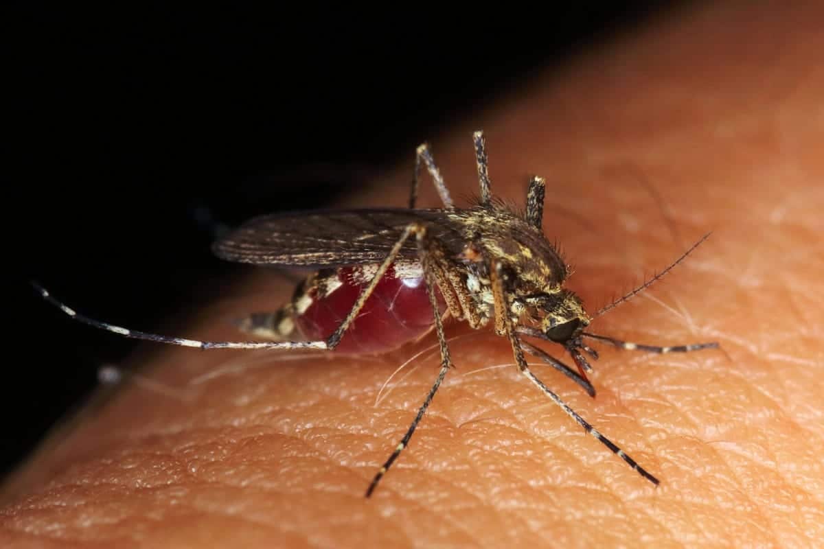 A female mosquito having a blood meal