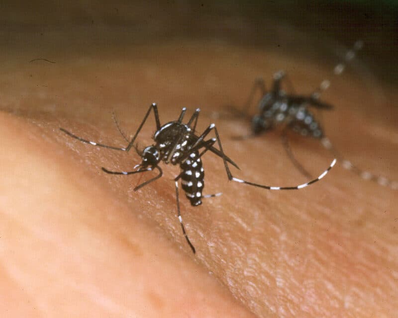 Mosquito with West Nile virus biting