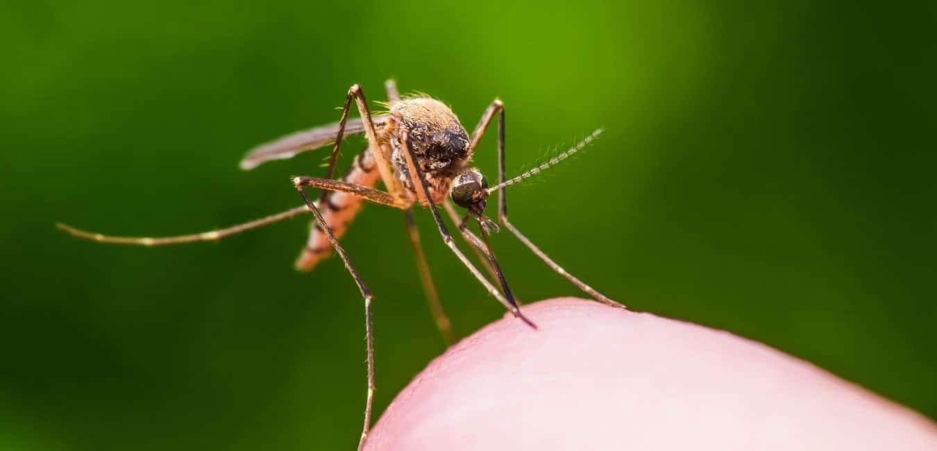 More mosquitoes are appearing and biting because of a warmer planet Earth