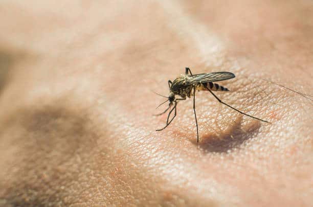 Mosquito undeterred by the natural repellent action of the skin 