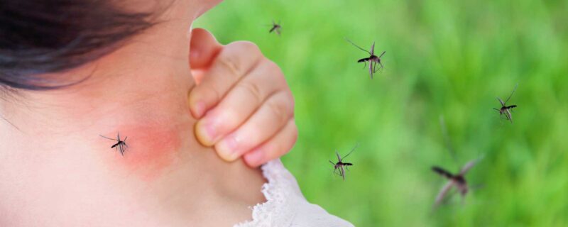 Infected mosquitoes that may carry JCV