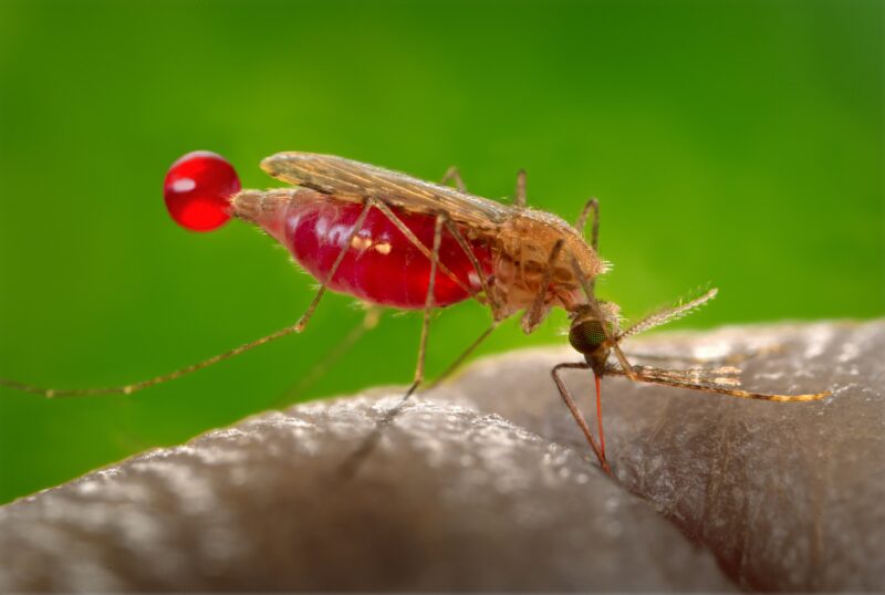 Female mosquito having a blood meal