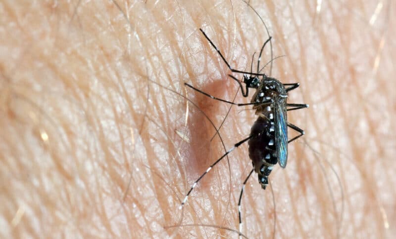 Female mosquito having a blood meal