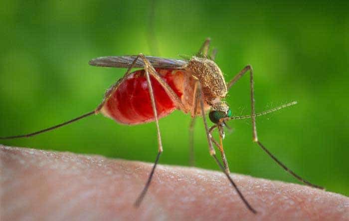 Some viruses survive in mosquitoes and in humans