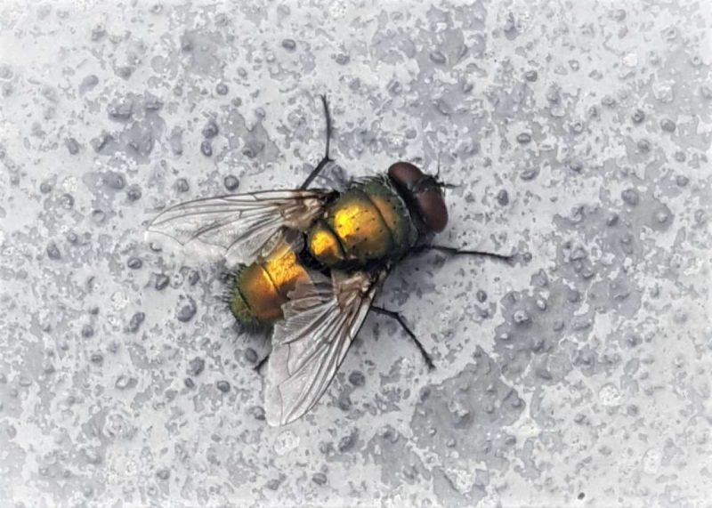 Blowfly on a wall