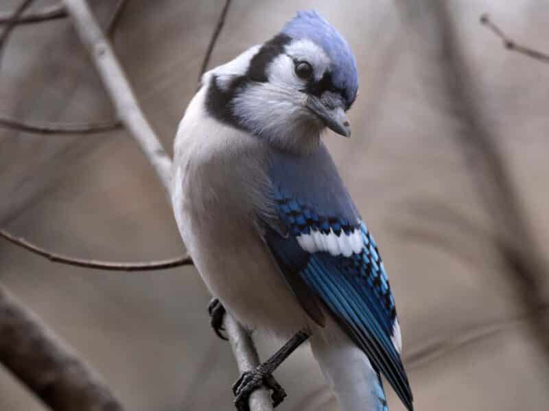 A bluejay--a primary host of rare mosquito diseases like SLE