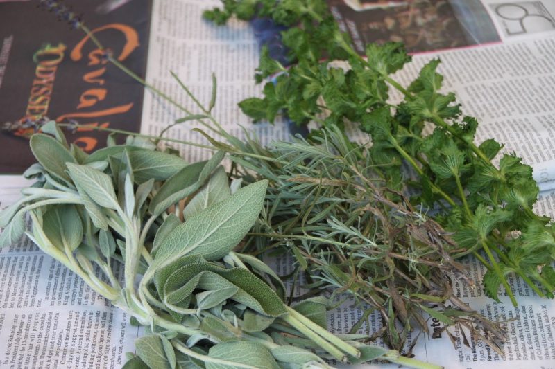 Herbs for cooking can be repellent herbs