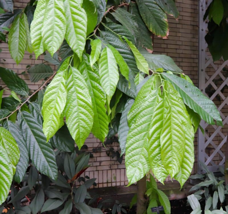 Cacao leaves in spray form as repellent