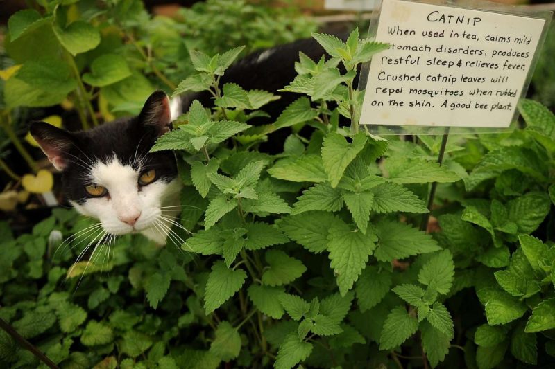 Catnip is one of the effective natural mosquito repellents