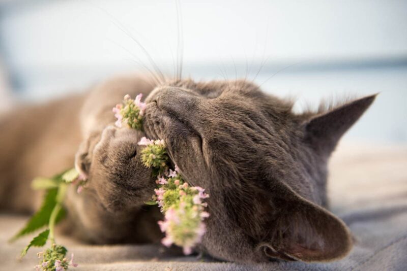 Cats love catnip