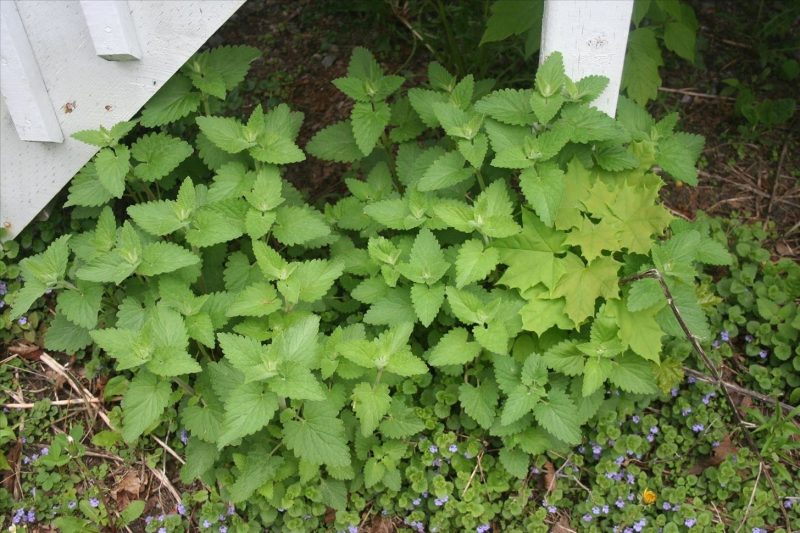 Catnip for burning in your yard