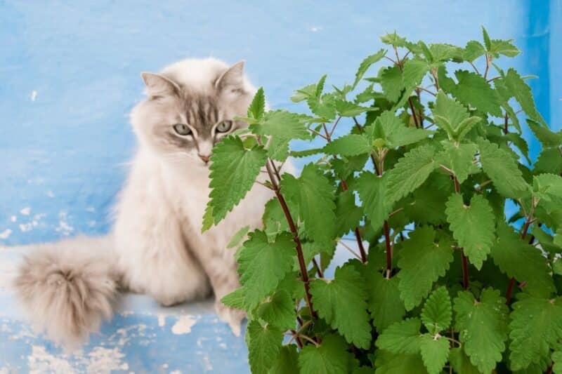 Plant catnip for a bite-free summer
