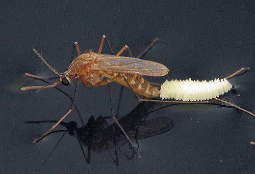 Culex quinquefasciatus laying eggs