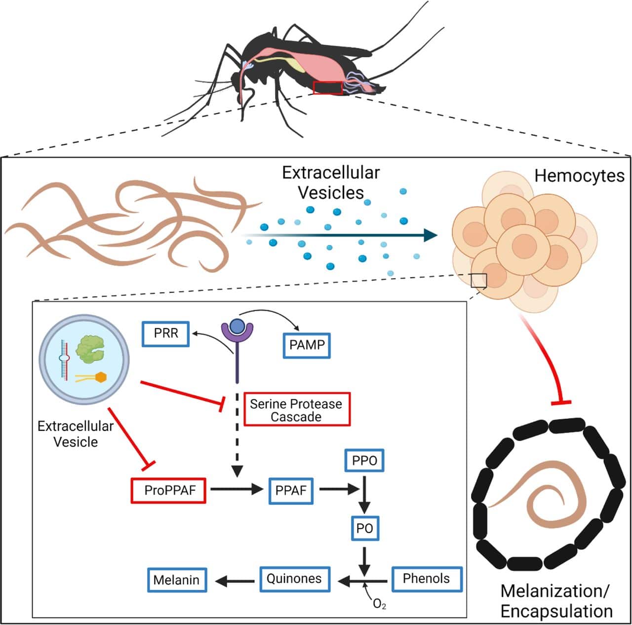 A mosquito's immune reaction
