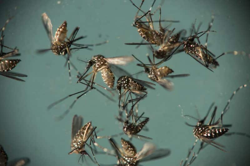 Warm climates make mosquitoes age and die faster