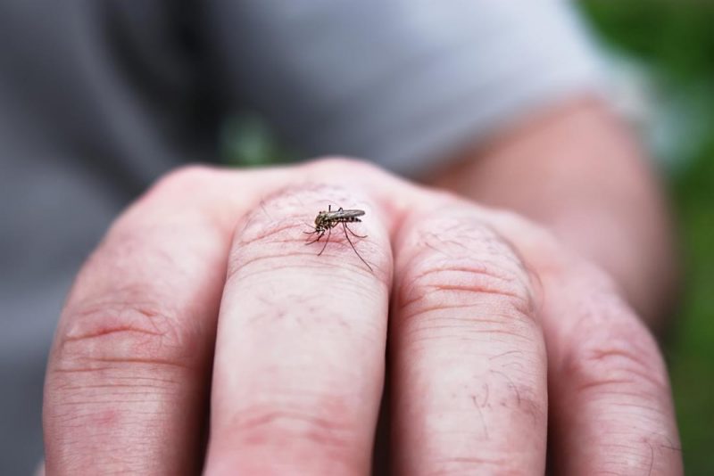 A dengue mosquito biting a man's hand