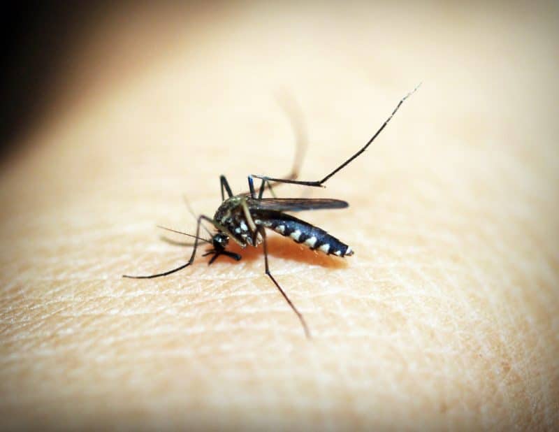 Aedes mosquito causes dengue hemorrhagic fever