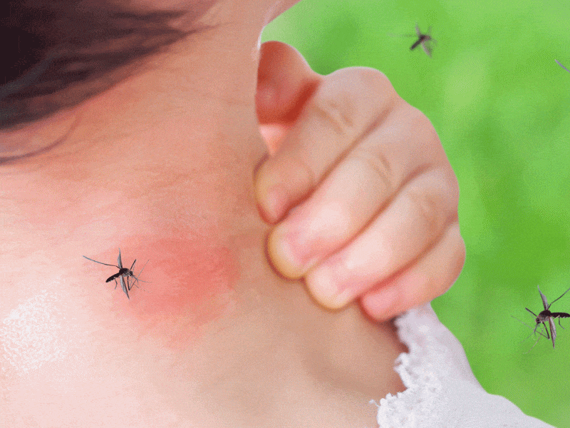 Aedes biting a child