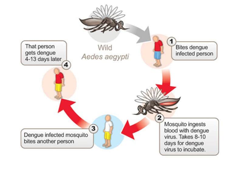 Dengue affects aging mosquitoes faster