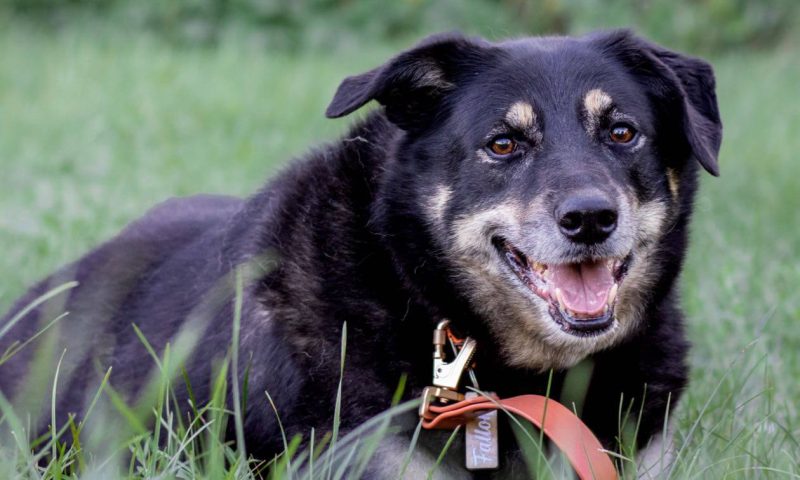 One happy, bite-free dog