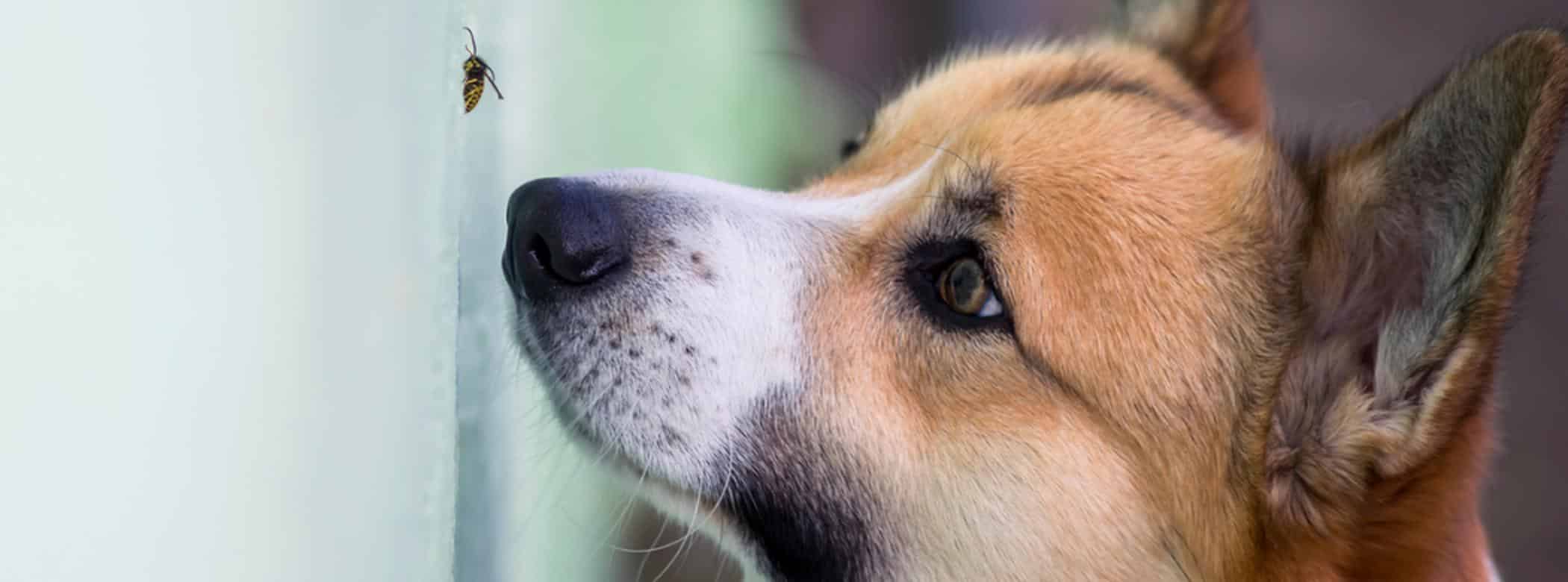 Dog-friendly mosquito repellents are a must this summer