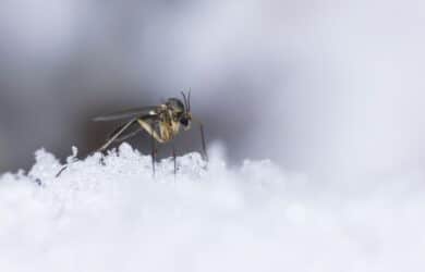 Dormancy in mosquitoes during cold months