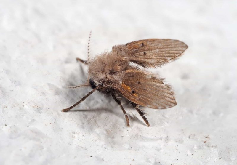 Drain fly by the sink