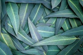 Eucalyptus leaves