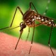 Encephalitis from deadly mosquitoes