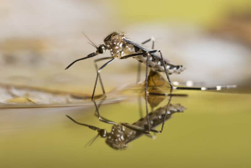 Resting mosquito on cold water