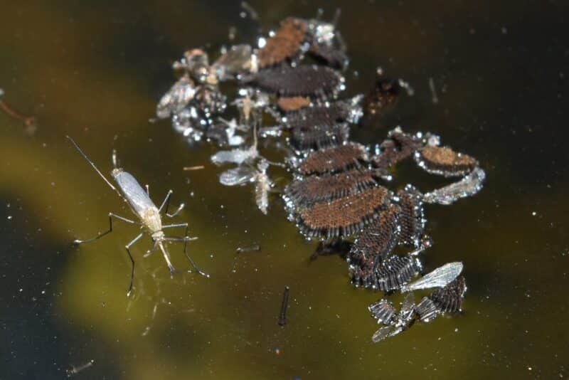 Mosquito eggs ready for fall and winter