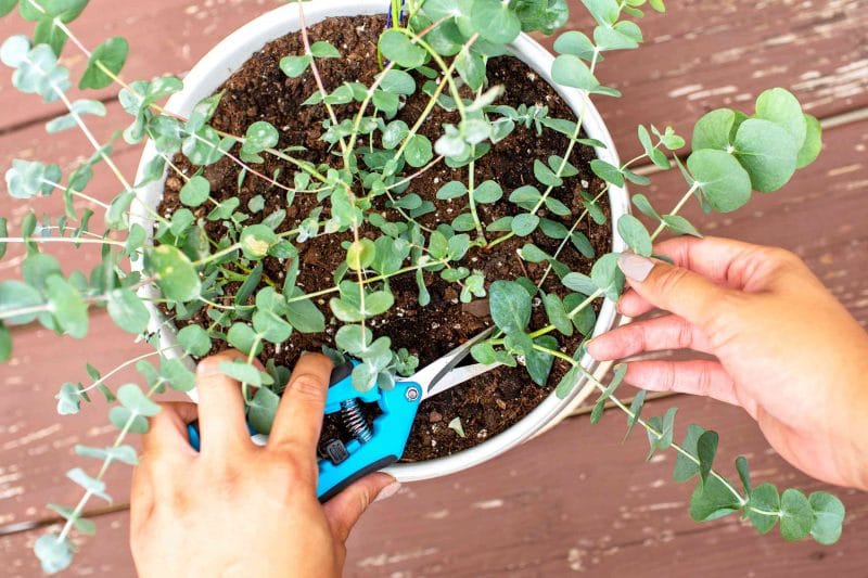 Woman planting a eucalyptus plant