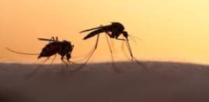 Mosquito matiing's effects on preventing malaria