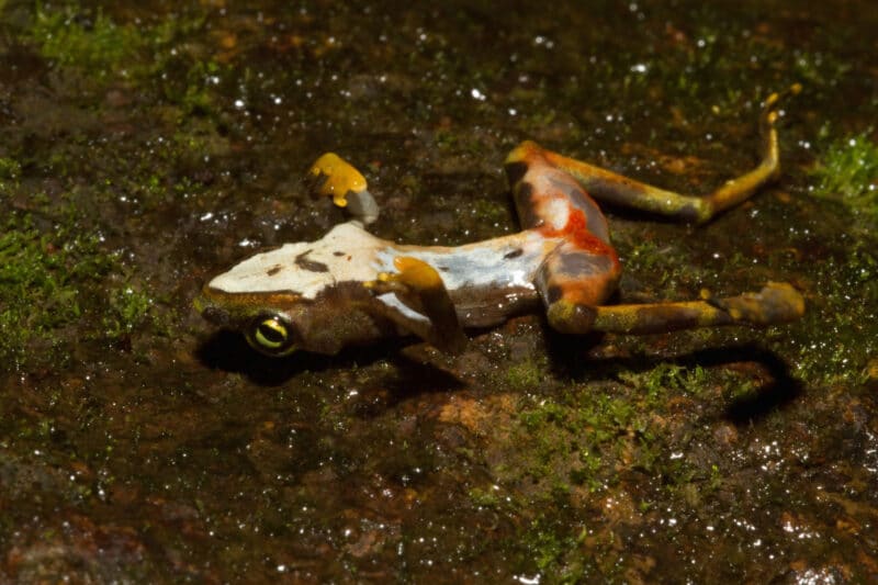 A dead frog because of a deadly fungus