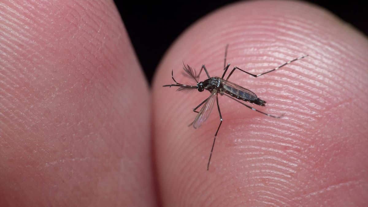 Mosquitoes find the skin's smells attractive