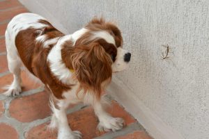 Canine protection against mosquitoes