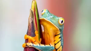 What happened to the amphibians is now motivating researchers to conduct a study. They aim to study the future spread of ailments by means of the international wildlife trade. One threatening pathogen is Bsal or Batrachochytrieum salamandrivorans. Experts want to prevent the spread of disease-causing organisms to local wildlife. This is possible by updating the trade regulations. This can target the hosts of these pathogens as the scientists identify them. Everything is connected on this planet. One minor disruption can cause a large ripple in the food chain or food web. The significant loss of amphibians paved the way for the increase in the number of disease-carrying mosquitoes. That is why many scientists are exerting efforts in preventing such disruptions from happening again.