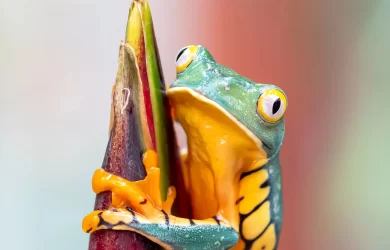 What happened to the amphibians is now motivating researchers to conduct a study. They aim to study the future spread of ailments by means of the international wildlife trade. One threatening pathogen is Bsal or Batrachochytrieum salamandrivorans. Experts want to prevent the spread of disease-causing organisms to local wildlife. This is possible by updating the trade regulations. This can target the hosts of these pathogens as the scientists identify them. Everything is connected on this planet. One minor disruption can cause a large ripple in the food chain or food web. The significant loss of amphibians paved the way for the increase in the number of disease-carrying mosquitoes. That is why many scientists are exerting efforts in preventing such disruptions from happening again.