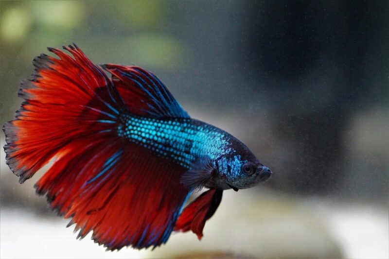 Fighting fish