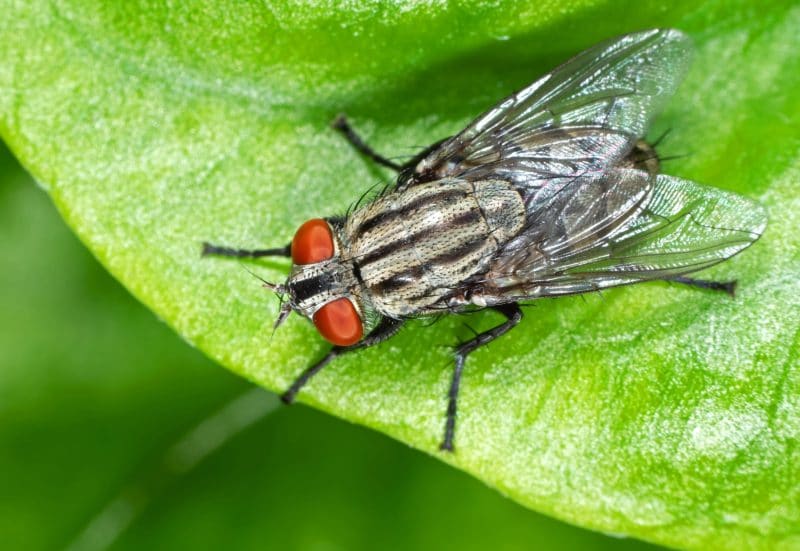 Fly on a house plant