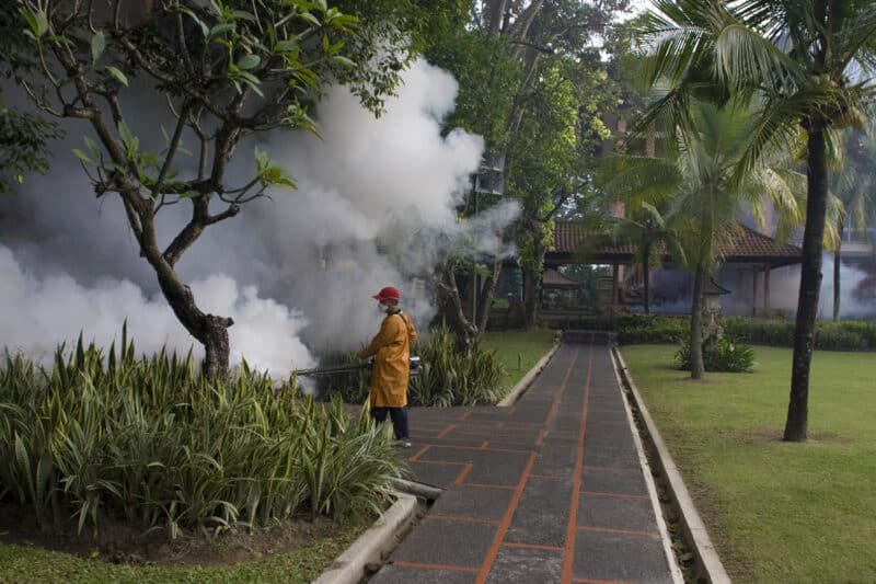 Fogging super-resistant mosquitoes